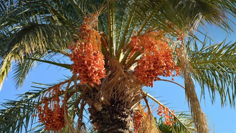palmier dattier des canaries 