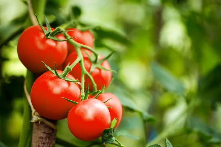 plante de tomate en pot 