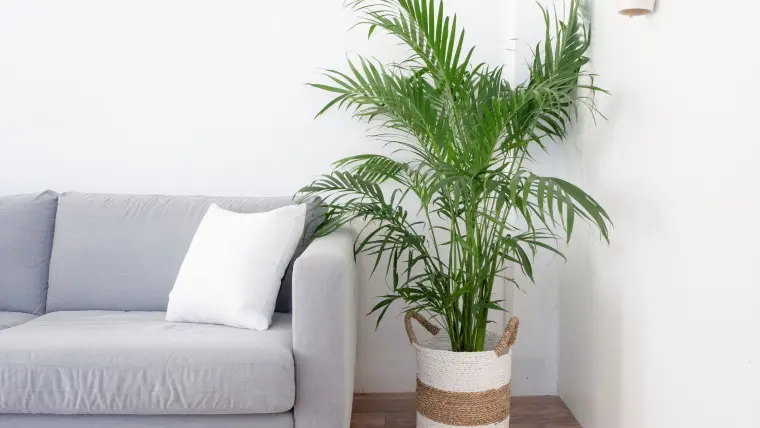 plante d'interieur design palme 