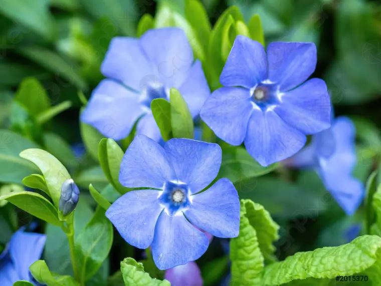 plante vivace rampante fleurs bleues