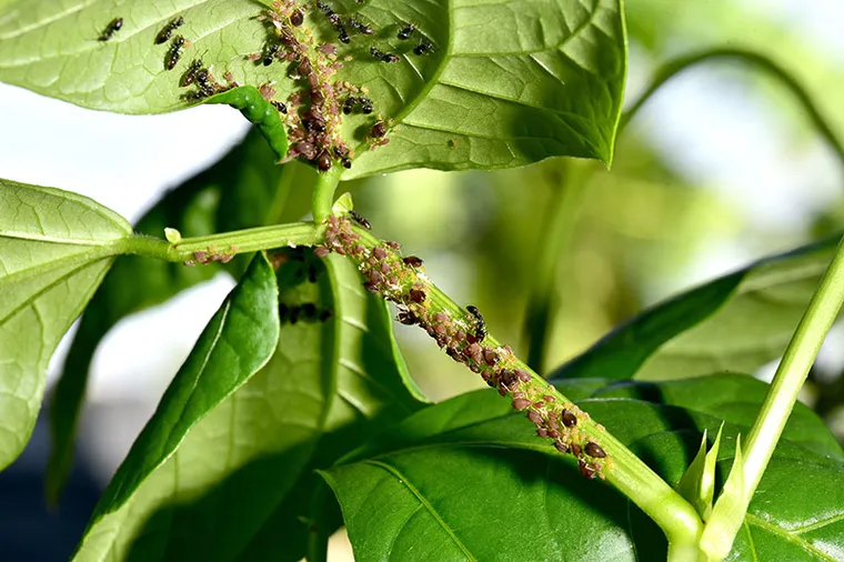 recette insecticide naturel pour plantes