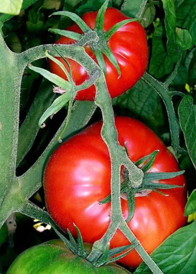 tomates géantes avis soin 