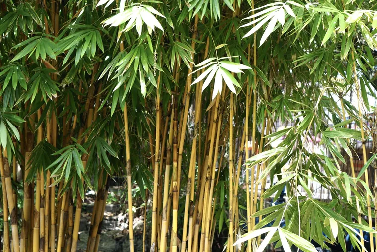 Le bambou
