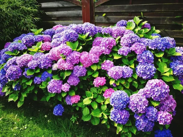 arbuste à fleurs bleues 