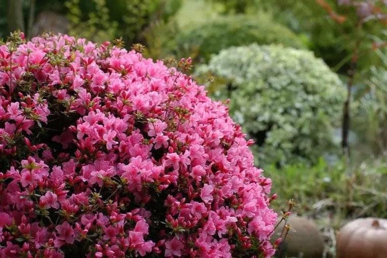 Arbustes à fleurs : voici les meilleures fleurs pour en créer dans votre jardin dès maintenant