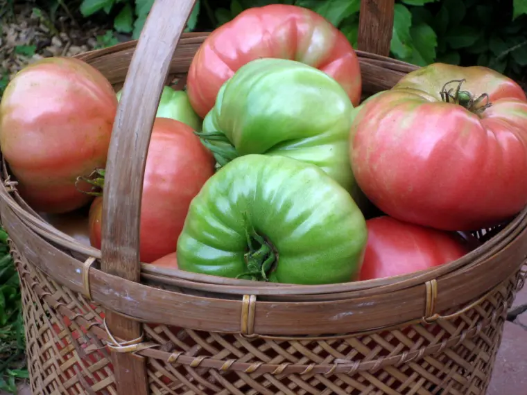 astuces pour s'occuper des tomates sur pied