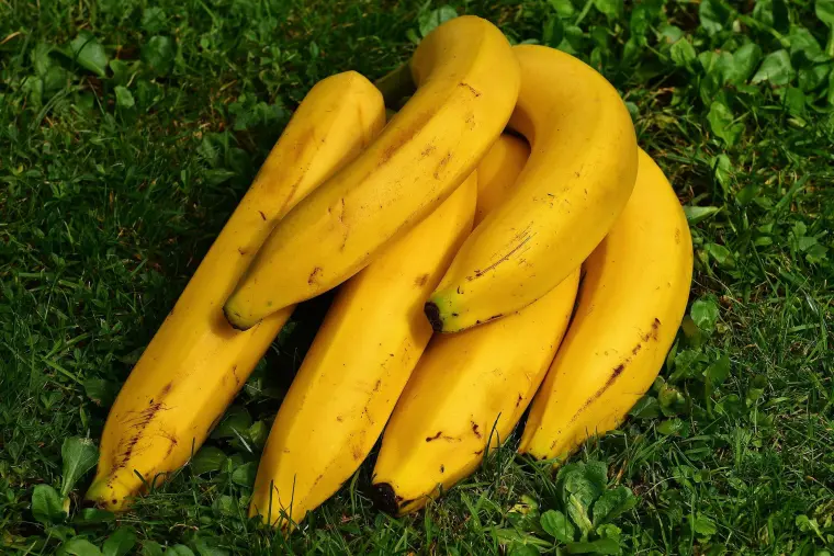comment conserver les bananes au congélateur 