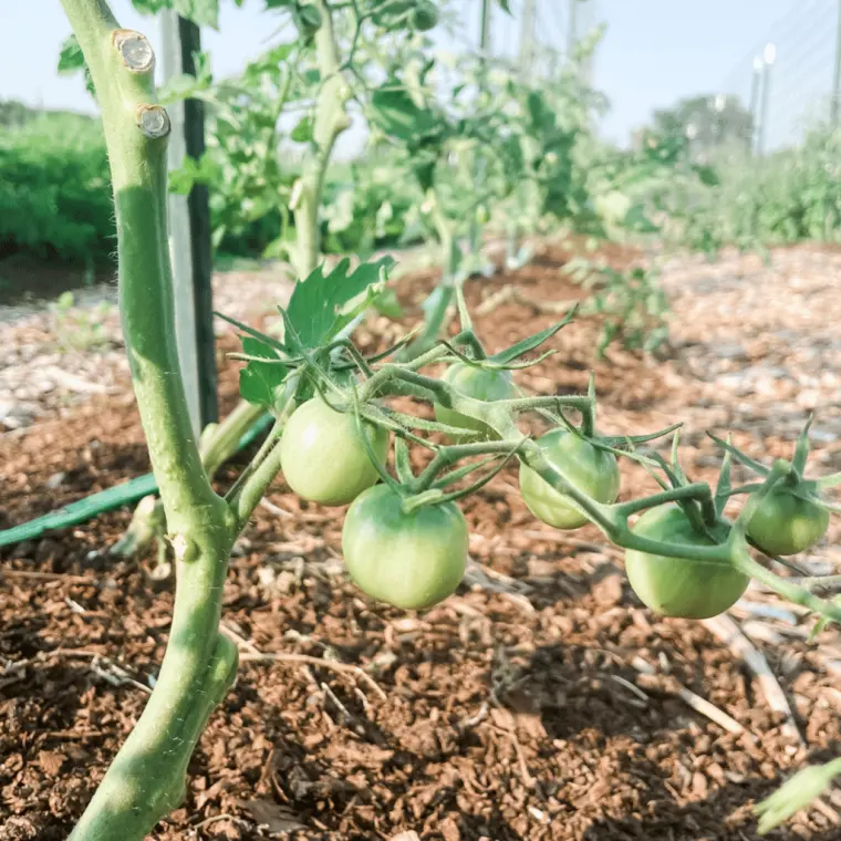 comment couper la tête des plants de tomates 