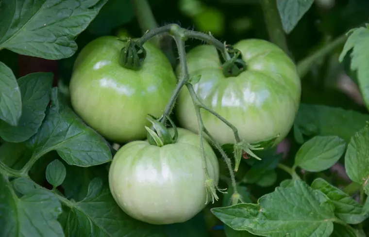 comment faire mûrir les tomates sur pied plus vite ou à l'intérieur