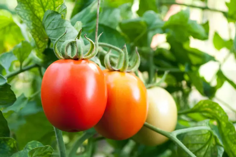 comment faire mûrir les tomates sur pied plus vite
