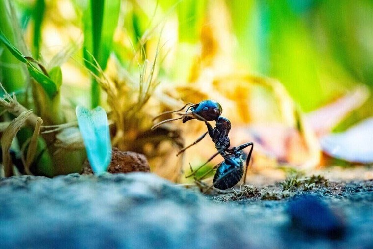 comment se débarrasser des fourmis dans le potager conseils