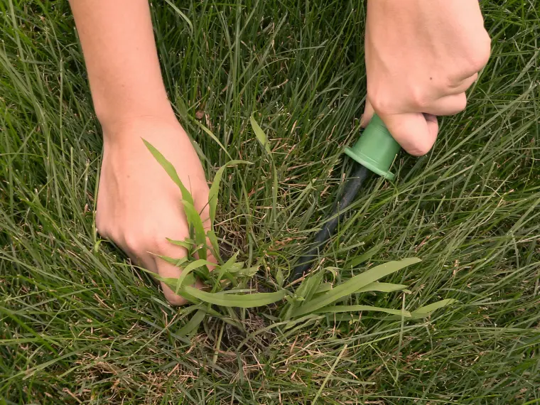 comment se débarrasser du chiendent sur une pelouse 