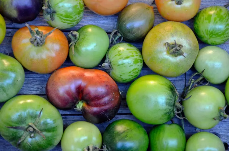 comment prendre soin des tomates vertes 