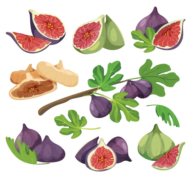 figs fig tree edible leaves