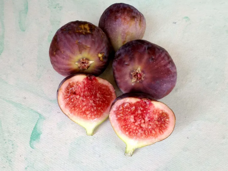 fig tree fruit aroma fragrance