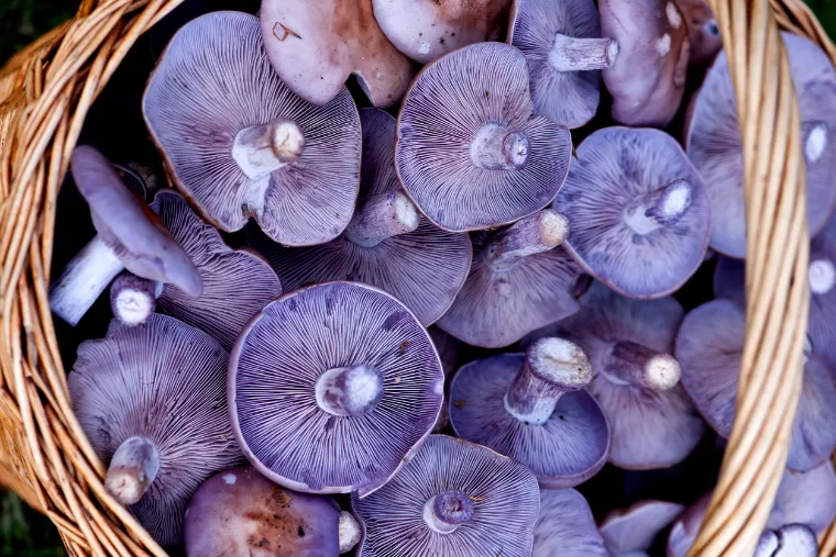 pied violet bleu champignons