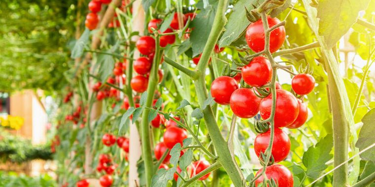 plant tomate conseils entretien