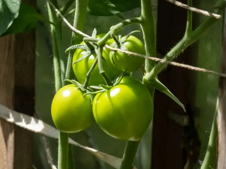 plant tomate ensoleillement nécessaire