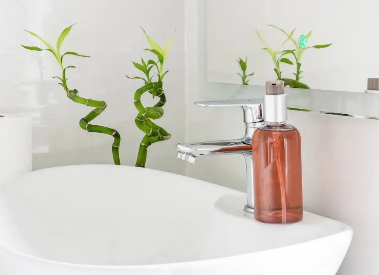 plante anti-humidité salle de bain bambou