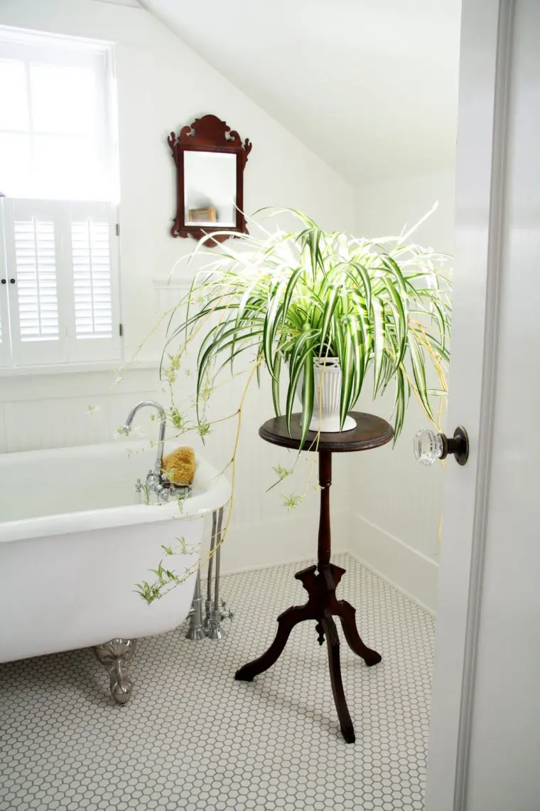 plante araignée comment entretenir prendre soin salle de bain