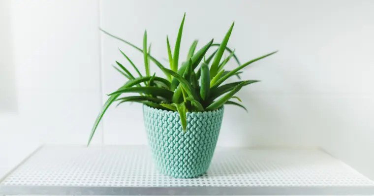plante pour absorber l'humidité dans la salle de bain aloe vera