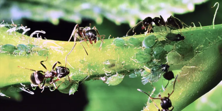 Comment se débarrasser des fourmies dans le potager ? Tout savoir !