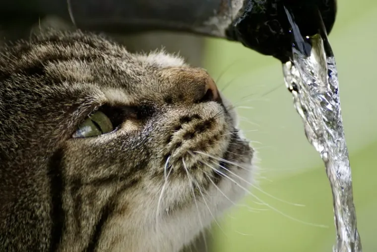 pourquoi chat déteste eau