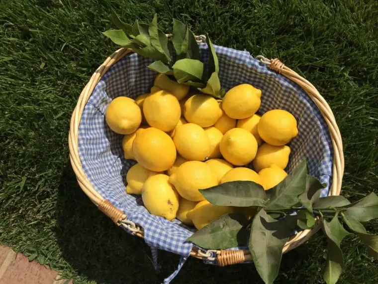 quel engrais pour le citronnier