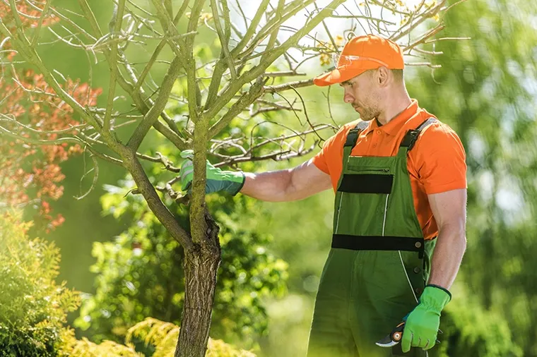 services professionels soins d'arbres