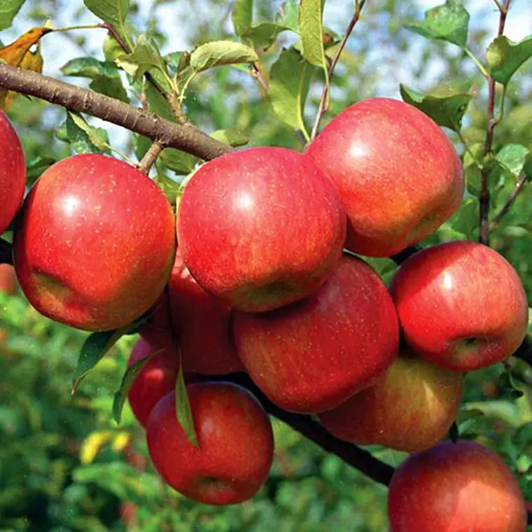 soin plante pomme jardin 