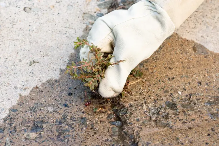 Comment tuer les mauvaises herbes sur le trottoir avec du vinaigre