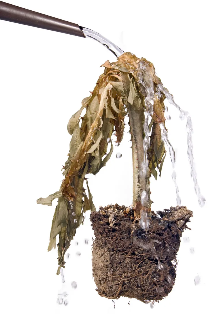 Déplacez une plante assoiffée vers un endroit humide et arrosez-la