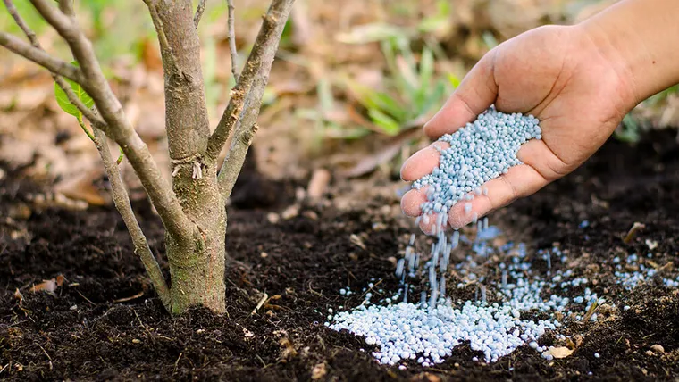 Fertilizer for trees and shrubs