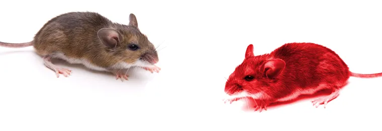 Les souris et les rats sont-ils dangereux