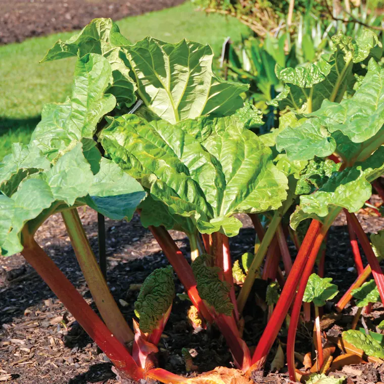 acheter plants légumes perpétuels 