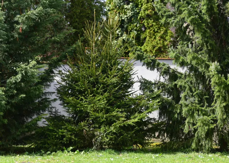 arbre persistant brise-vue norvege