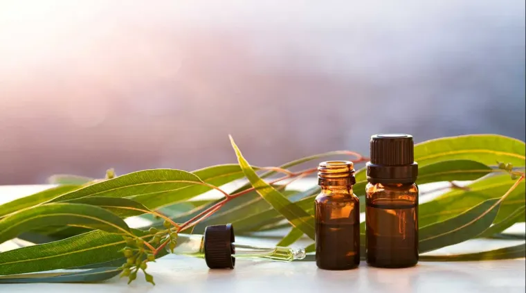 aromathérapie huile essentielle eucalyptus
