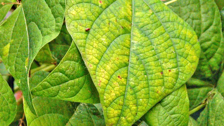 carence de nitrogène plantes vertes signes