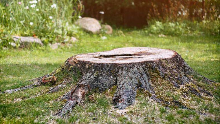 comment détruire souche d'arbre naturellement