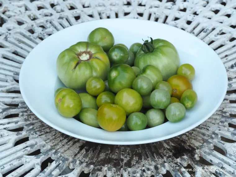 comment faire mûrir les tomates vertes en fin de saison astuces