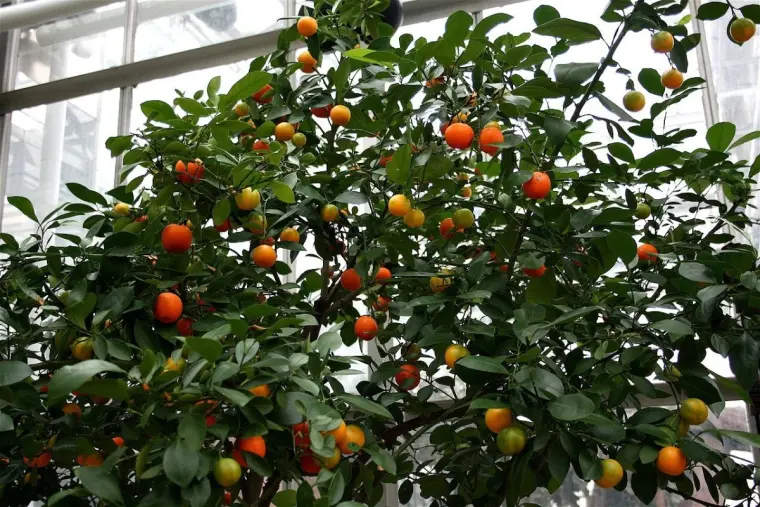 comment faire pousser un oranger avec des pepins 