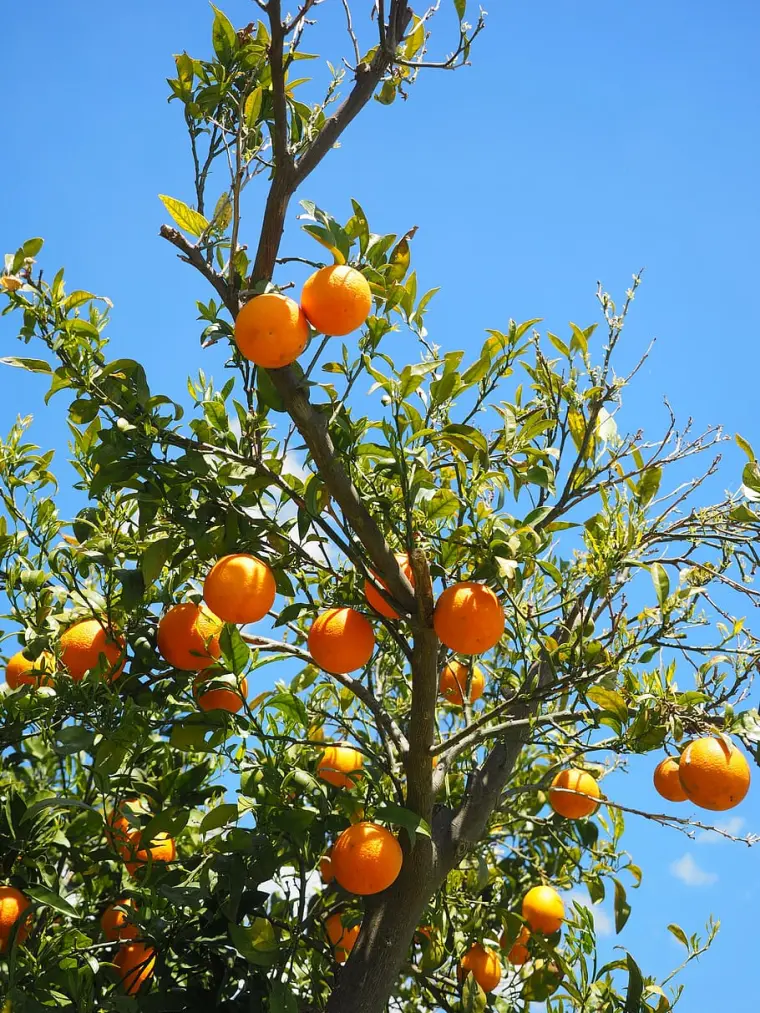 comment faire pousser un oranger chez soi 