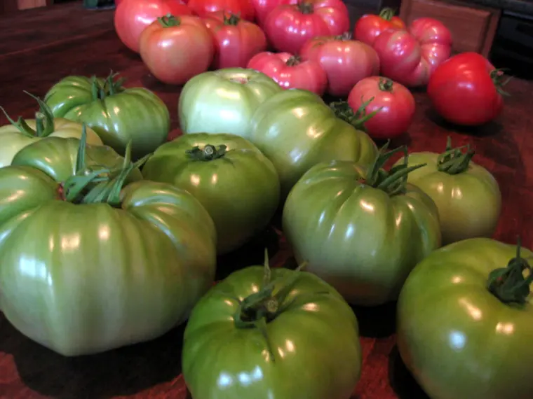 comment faire mûrir les tomatesvertes en fin de saison facilement