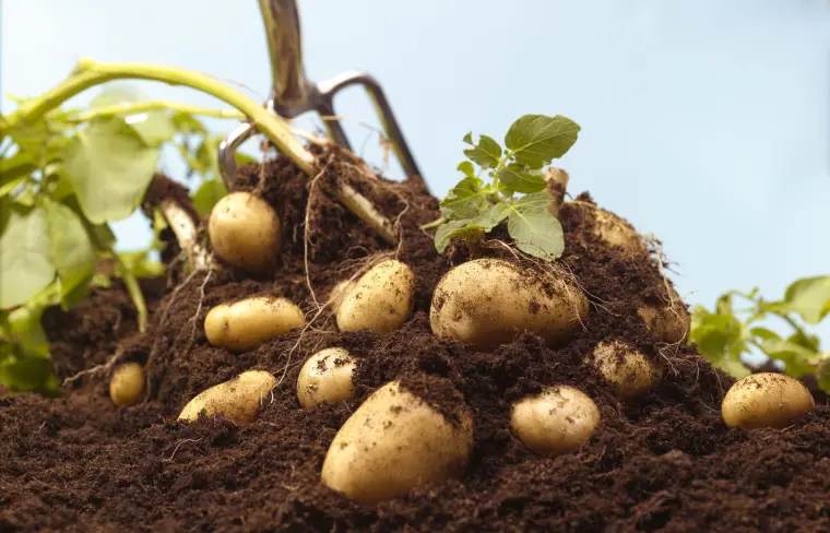 comment planter des pommes de terre sans se fatiguer 