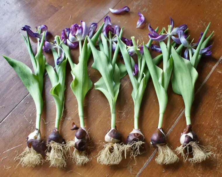 comment planter les bulbes de tulipes 