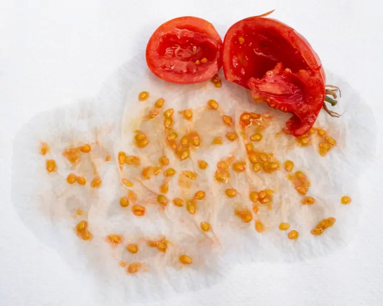 comment récupérer les graines de tomates pour semis