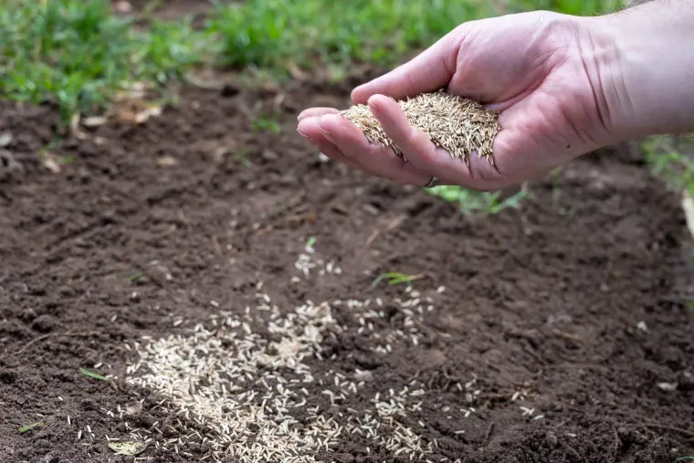 comment semer la pelouse à partir de graines guide