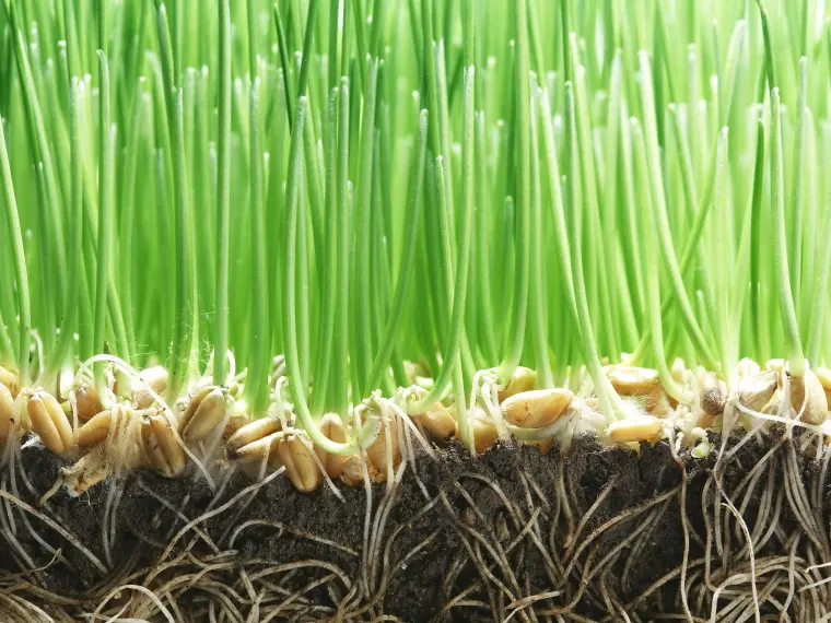 comment semer la pelouse à partir de graines quand