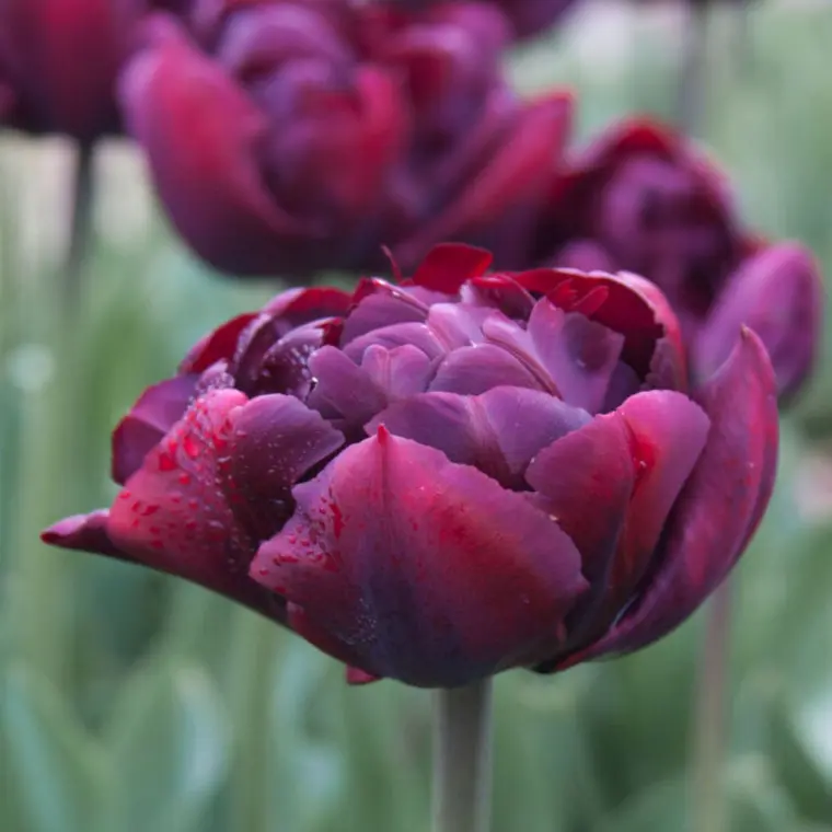 dans quel sens planter les bulbes de tulipes 
