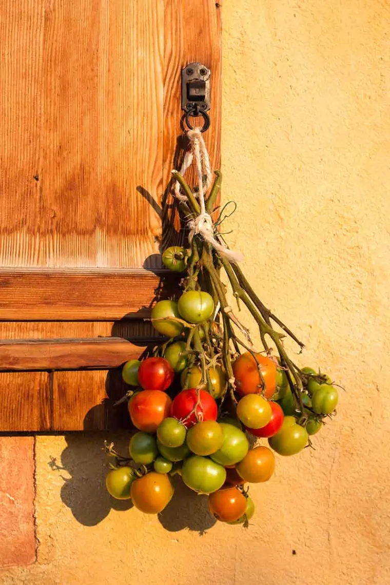 faire mûrir les tomates vertes en fin de saison méthode
